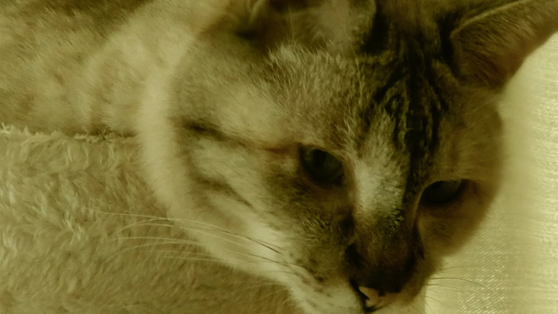 横田不動産は保護猫活動もしています。