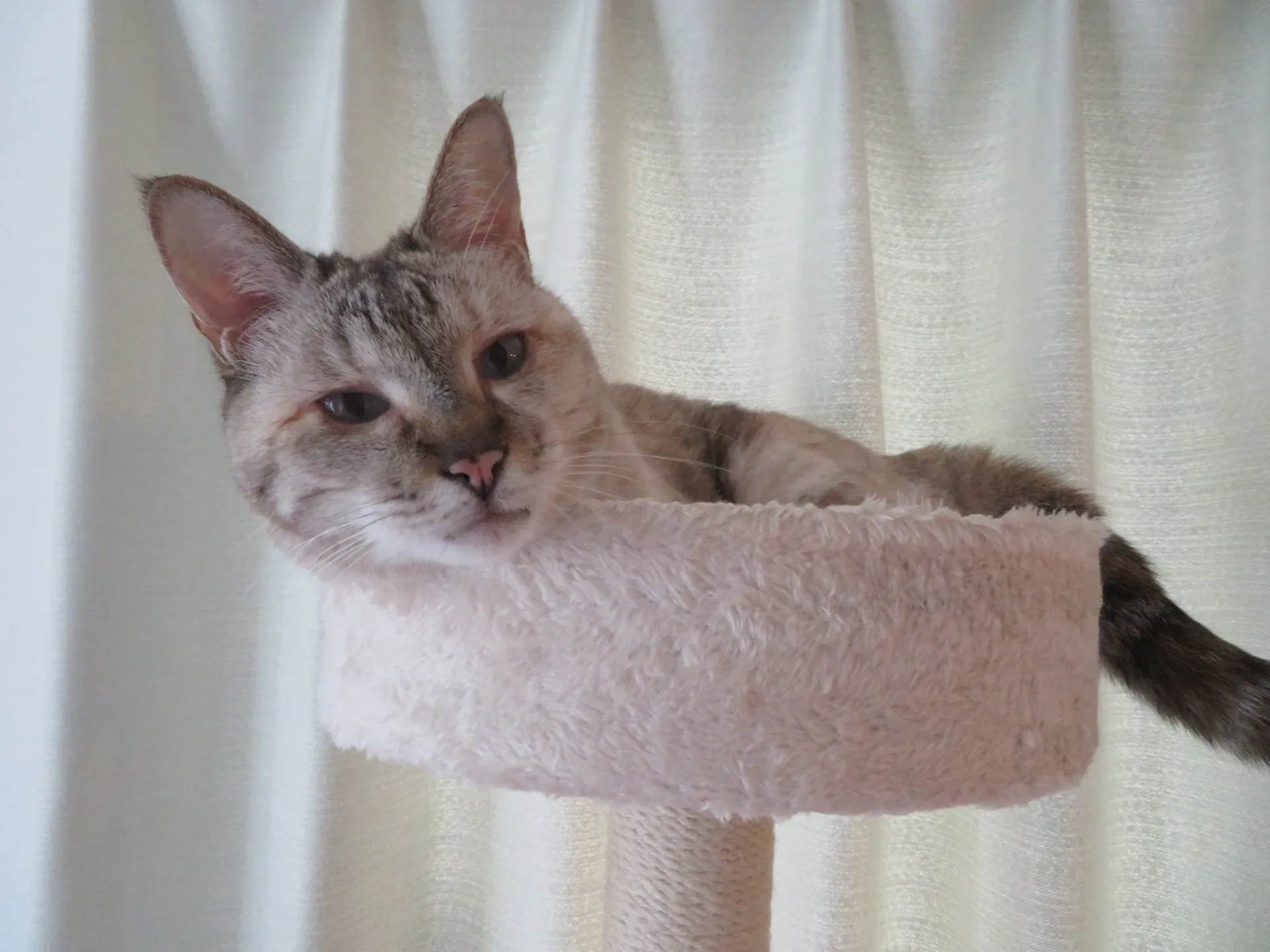 猫は寝子です。