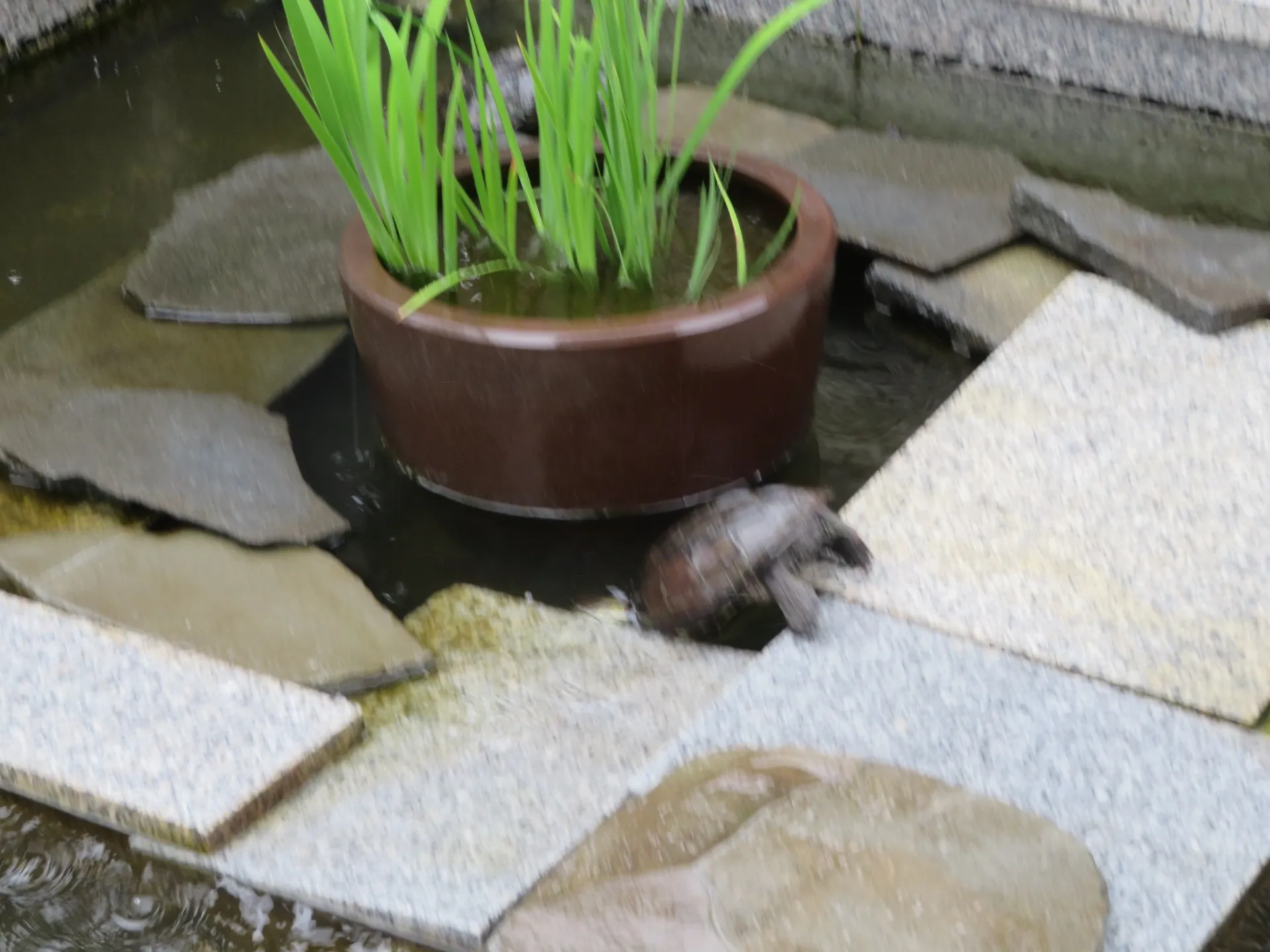 須磨寺のカメの飛び込み！！！